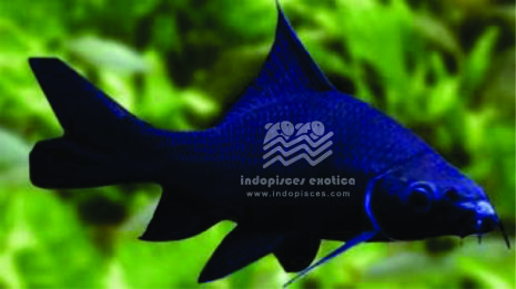 Morulius Chrysophekadion